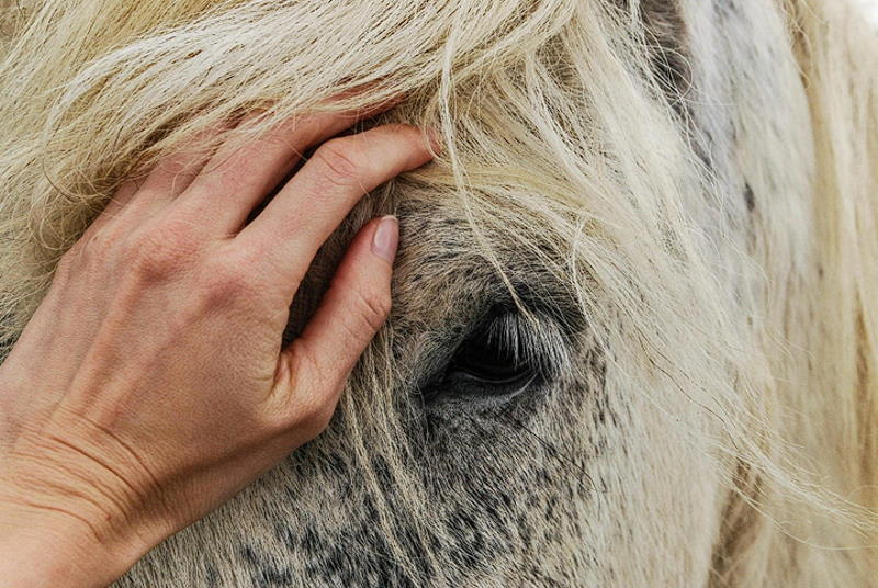 Ein Bild, das Pferd, Person, Haut, Pelz enthält.  Automatisch generierte Beschreibung