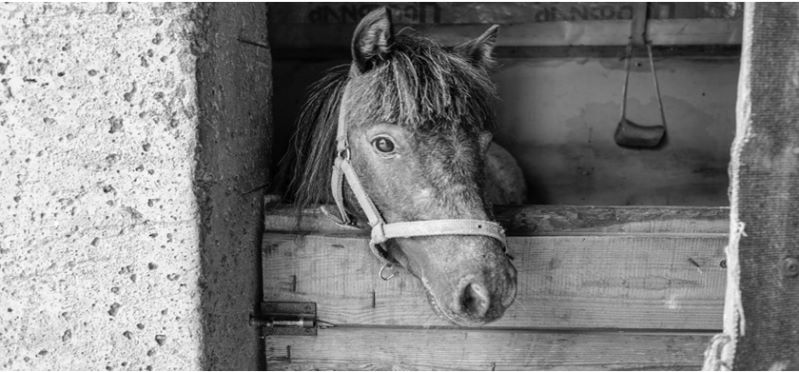 Pferd im Winterstall