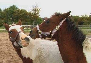 allergikerfreundliche Curly Horses