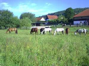 Wanderreiten in Bayern