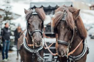 Romantische Kutschfahrt mit edlen Pferden