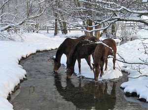 Unsere Pferde im Winter